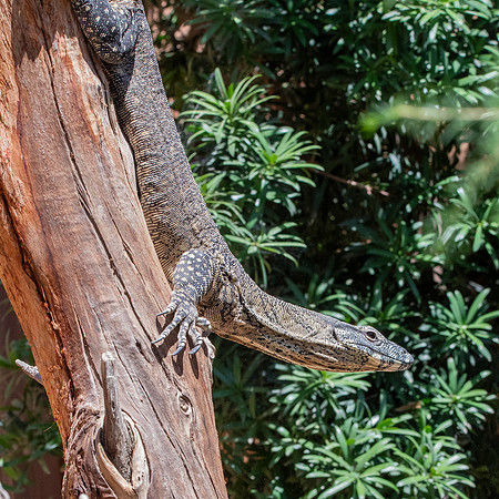Lace monitor