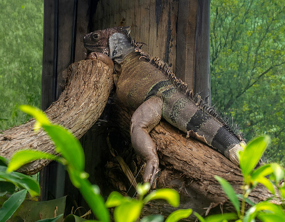 Green iguana