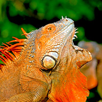 Green Iguana