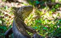Green iguana