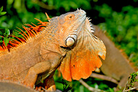 Green Iguana