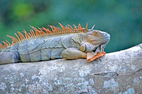 Green Iguana