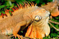 Green Iguana
