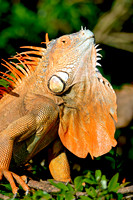 Green Iguana