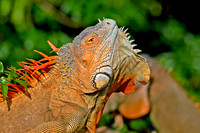 Green Iguana