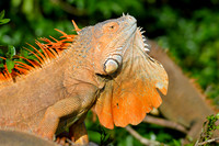 Green iguana