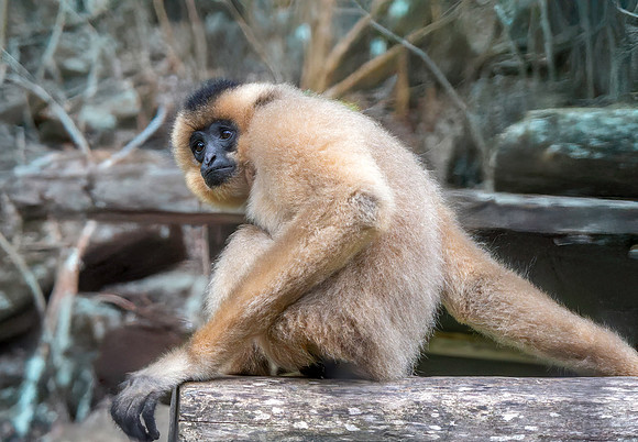 Yellow cheeked gibbon
