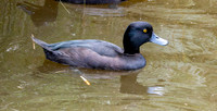 New Zealand scaup, male