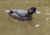 New Zealand scaup, female