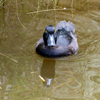New Zealand scaup, male