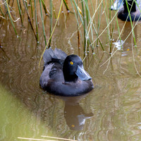 New Zealand scaup