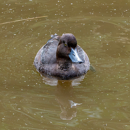 New Zealand scaup, female