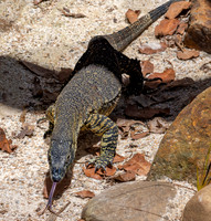 Nile monitor