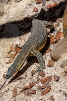 Nile monitor