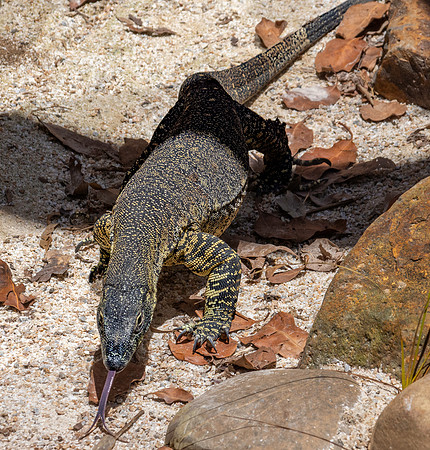 Nile monitor