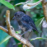 North Island Robin