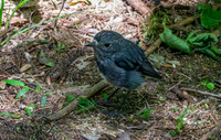 North Island Robin