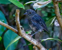 North Island Robin