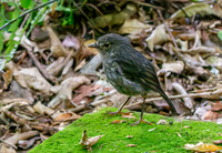 North Island Robin