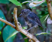 North Island Robin