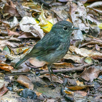 North Island Robin