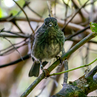 North Island Robin
