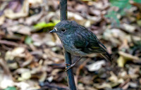 North Island Robin