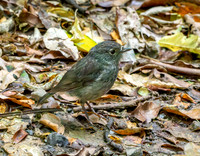 North Island Robin