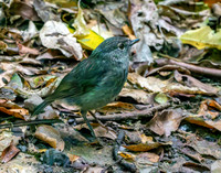 North Island Robin