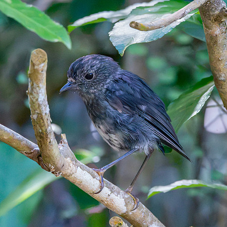 North Island Robin