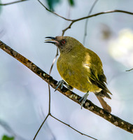 Bellbird – New Zealand, male