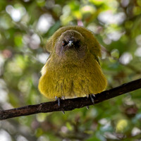 Bellbird – New Zealand, male
