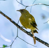 Bellbird – New Zealand, male