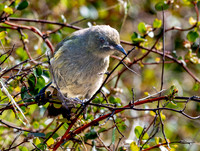 Bellbird – New Zealand, female
