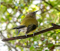 Bellbird – New Zealand, male