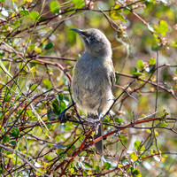 Bellbird – New Zealand, female