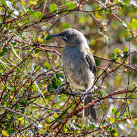 Bellbird – New Zealand, female