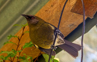 Bellbird – New Zealand, male