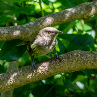 Bellbird – New Zealand, female