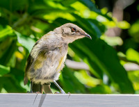 Bellbird – New Zealand, female