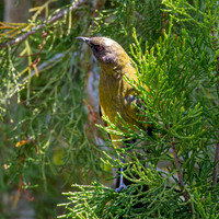 Bellbird – New Zealand, male