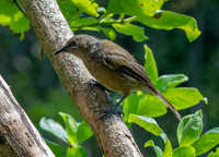 Bellbird – New Zealand, juvenile