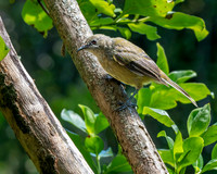 Bellbird – New Zealand, juvenile