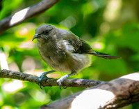 Bellbird – New Zealand, male