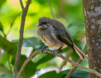 Bellbird – New Zealand, male