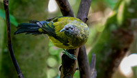 Bellbird – New Zealand, male