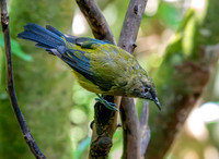 Bellbird – New Zealand, male