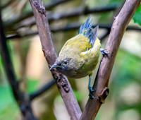 Bellbird – New Zealand, male
