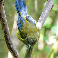 Bellbird – New Zealand, male