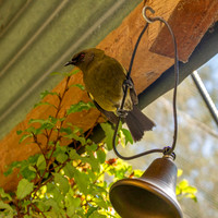 Bellbird – New Zealand
